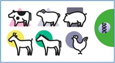 Editorial: Traditional and up-to-date genomic insights into domestic animal diversity